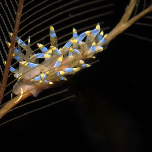 Trinchesia caerulea 印度尼西亚 Indonesia , 巴厘岛 Bali , 艾湄湾 Amed Bay @LazyDiving.com 潜水时光