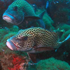 Plectorhinchus chaetodonoides 印度尼西亚 Indonesia , 四王群岛 Raja Ampat @LazyDiving.com 潜水时光