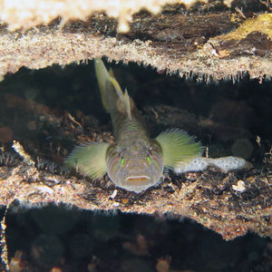 Priolepis cincta Priolepis cincta 印度尼西亚 Indonesia , 马鲁古 Maluku , 安汶 Ambon @LazyDiving.com 潜水时光
