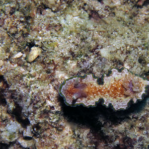 Glossodoris cincta 印��度尼西亚 Indonesia , 北苏拉威西 North Sulawesi , 邦卡岛 Bangka @LazyDiving.com 潜水时光