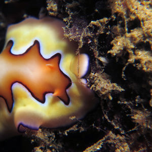 Goniobranchus coi 印度尼西亚 Indonesia , 安汶 Ambon @LazyDiving.com 潜水��时光