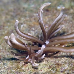 Phyllodesmium colemani 菲律宾 Philippines , 朗布隆 Romblon @LazyDiving.com 潜水时光