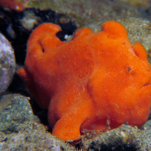 Antennarius commerson 印度尼西亚 Indonesia , 马鲁古 Maluku , 安汶 Ambon @LazyDiving.com 潜水时光