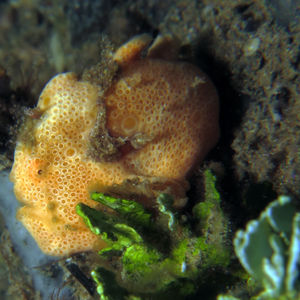 Antennarius commerson 印度尼西亚 Indonesia , 马鲁古 Maluku , 安汶 Ambon @LazyDiving.com 潜水时光