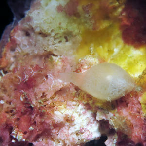 Triviidae Triviidae 印度尼西亚 Indonesia , 北马鲁古 North Maluku , 巴占群岛 Bacan Islands @LazyDiving.com 潜水时光