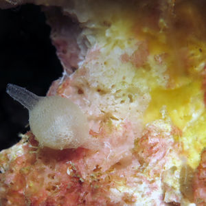 Triviidae Triviidae 印度尼西亚 Indonesia , 北马鲁古 North Maluku , 巴占群岛 Bacan Islands @LazyDiving.com 潜水时光