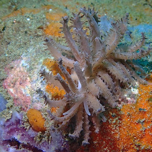 Phyllodesmium crypticum Phyllodesmium crypticum 印度尼西亚 Indonesia , 马鲁古 Maluku , 安汶 Ambon @LazyDiving.com 潜水时光