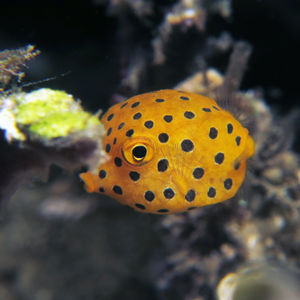 Ostracion cubicus 印度尼西亚 Indonesia , 安汶 Ambon @LazyDiving.com 潜水时光