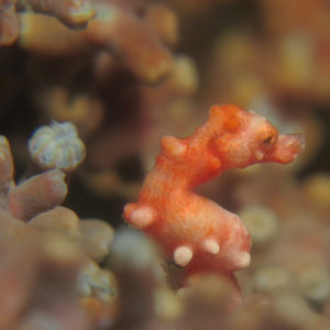 Hippocampus denise 印度尼西亚 Indonesia , 海神湾 Triton Bay @LazyDiving.com 潜水时光