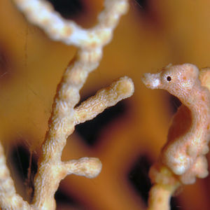 Hippocampus denise 印度尼西亚 Indonesia , 北马鲁古 North Maluku , 巴占群岛 Bacan Islands @LazyDiving.com 潜水时光