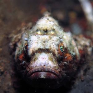 Scorpaenopsis diabolus 印度尼西亚 Indonesia , 巴厘岛 Bali , 艾湄湾 Amed Bay @LazyDiving.com 潜水时光