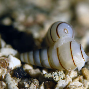 Pyramidella dolabrata 印度尼西亚 Indonesia , 北苏拉威西 North Sulawesi , 邦卡岛 Bangka @LazyDiving.com 潜水时光