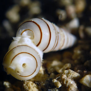 Pyramidella dolabrata 印度尼西亚 Indonesia , 北苏拉威西 North Sulawesi , 邦卡岛 Bangka @LazyDiving.com 潜水时光