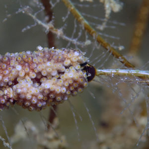 Doto 中苏拉威西 Central Sulawesi , 栋加拉 Donggala @LazyDiving.com 潜水时光