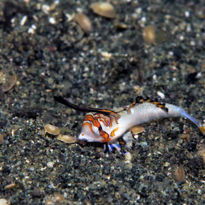 Dactylopus kuiteri Dactylopus kuiteri 印度尼西亚 Indonesia , 北马鲁古 North Maluku , 巴占群岛 Bacan Islands @LazyDiving.com 潜水时光