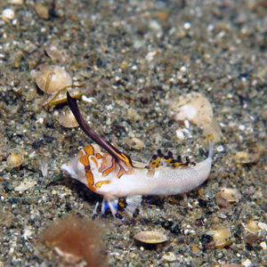 Dactylopus kuiteri Dactylopus kuiteri 印度尼西亚 Indonesia , 北马鲁古 North Maluku , 巴占群岛 Bacan Islands @LazyDiving.com 潜水时光