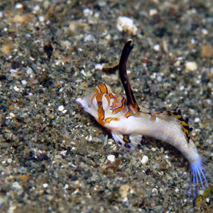 Dactylopus kuiteri Dactylopus kuiteri 印度尼西亚 Indonesia , 北马鲁古 North Maluku , 巴占群岛 Bacan Islands @LazyDiving.com 潜水时光