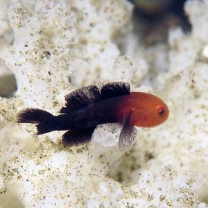 Paragobiodon echinocephalus 印度尼西亚 Indonesia , 安汶 Ambon @LazyDiving.com 潜水时光