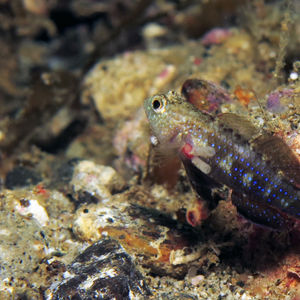 Asterropteryx ensifera 印度尼西亚 Indonesia , 马鲁古 Maluku , 安汶 Ambon @LazyDiving.com 潜水时光