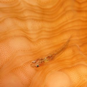 Bryaninops erythrops Bryaninops erythrops 印度尼西亚 Indonesia , 巴厘岛 Bali , 图蓝本 Tulamben @LazyDiving.com 潜水时光