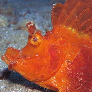 Rhinopias eschmeyeri 印度尼西亚 Indonesia , 安汶 Ambon @LazyDiving.com 潜水时光