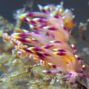 Coryphellina exoptata 印度尼西亚 Indonesia , 马鲁古 Maluku , 安汶 Ambon @LazyDiving.com 潜水时光