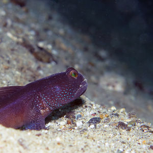 Cryptocentrus fasciatus 印度尼西亚 Indonesia , 马鲁古 Maluku , 安汶 Ambon @LazyDiving.com 潜水时光
