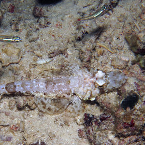 Thysanophrys celebica 印度尼西亚 Indonesia , 北马鲁古 North Maluku , 巴占群岛 Bacan Islands @LazyDiving.com 潜水时光