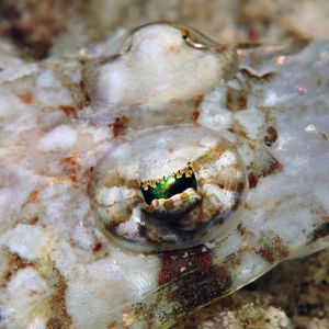 Thysanophrys celebica 印度尼西亚 Indonesia , 北马鲁古 North Maluku , 巴占群岛 Bacan Islands @LazyDiving.com 潜水时光
