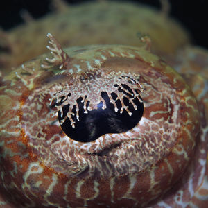 Cymbacephalus beauforti Cymbacephalus beauforti 印度尼西亚 Indonesia , 北马鲁古 North Maluku , 巴占群岛 Bacan Islands @LazyDiving.com 潜水时光