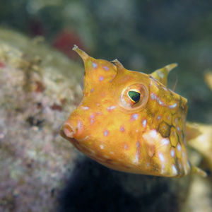 Lactoria fornasini Lactoria fornasini 印度尼西亚 Indonesia , 阿洛群岛 Alor @LazyDiving.com 潜水时光