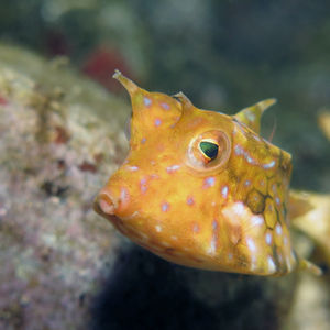 Lactoria fornasini 印度尼西亚 Indonesia , 阿洛群岛 Alor @LazyDiving.com 潜水时光