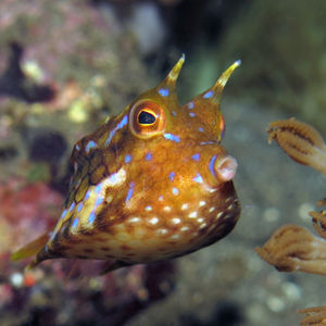 Lactoria fornasini Lactoria fornasini 印度尼西亚 Indonesia , 阿洛群岛 Alor @LazyDiving.com 潜水时光