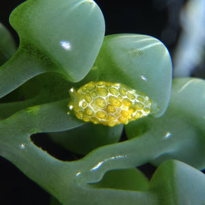 Pleurobranchus forskalii 印度尼西亚 Indonesia , 锡奥岛 Siau island @LazyDiving.com 潜水时光