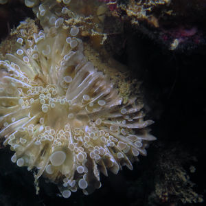 Fimbriaphyllia divisa 中苏拉威西 Central Sulawesi , 托�利托利 Toli Toli @LazyDiving.com 潜水时光