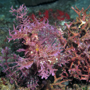 Rhinopias frondosa Rhinopias frondosa 印度尼西亚 Indonesia , 阿洛群岛 Alor @LazyDiving.com 潜水时光