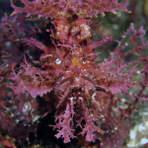 Rhinopias frondosa 印度尼西亚 Indonesia , 阿洛群岛 Alor @LazyDiving.com 潜水时光