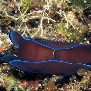 Tubulophilinopsis gardineri 印度尼西亚 Indonesia , 特尔纳特 Ternate @LazyDiving.com 潜水时光