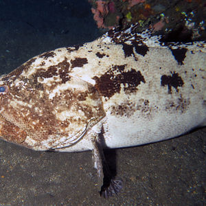 Epinephelus fuscoguttatus 印度尼西亚 Indonesia , 巴厘岛 Bali , 图蓝本 Tulamben @LazyDiving.com 潜水时光
