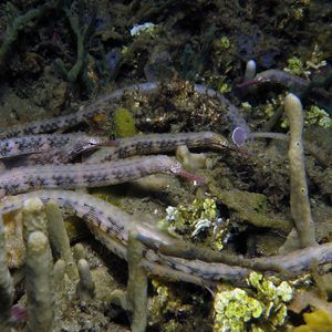 Corythoichthys haematopterus 印度尼西亚 Indonesia , 安汶 Ambon @LazyDiving.com 潜水时光