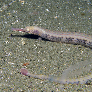 Corythoichthys haematopterus 印度尼西亚 Indonesia , ��安汶 Ambon @LazyDiving.com 潜水时光