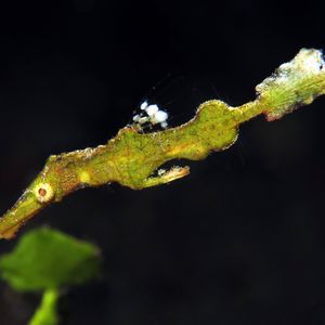 Solenostomus halimeda 印度尼西亚 Indonesia , 巴厘岛 Bali , 图蓝本 Tulamben @LazyDiving.com 潜水时光