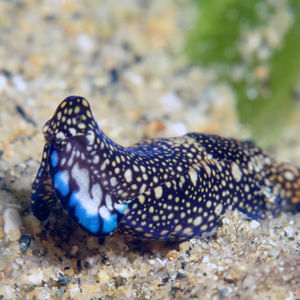 Tubulophilinopsis reticulata Tubulophilinopsis reticulata 网点美丽海蛞蝓 Indonesia 印度尼西亚 Toli Toli 托利托利 @LazyDiving.com 潜水时光