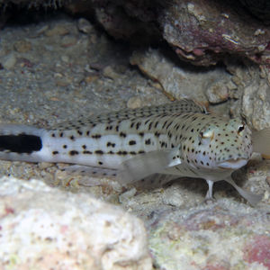 Parapercis hexophtalma 菲律宾 Philippines , 朗布隆 Romblon @LazyDiving.com 潜水时光