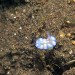 Goniobranchus hintuanensis 印度尼西亚 Indonesia , 巴厘岛 Bali , 图蓝本 Tulamben @LazyDiving.com 潜水时光