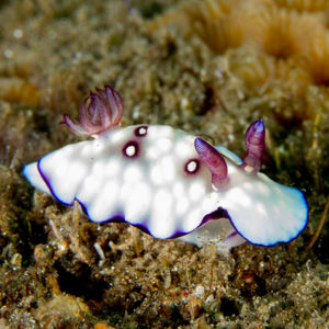 Goniobranchus hintuanensis 印度尼西亚 Indonesia , 巴厘岛 Bali , 图蓝本 Tulamben @LazyDiving.com 潜水时光