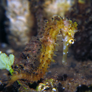 Hippocampus histrix 印度尼西亚 Indonesia , 阿洛群岛 Alor @LazyDiving.com 潜水时光