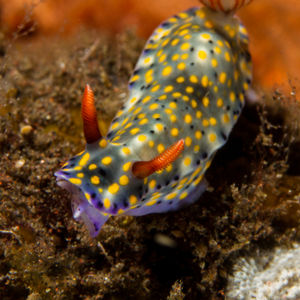 Hypselodoris infucata 印度尼西亚 Indonesia , 巴厘岛 Bali , 图蓝本 Tulamben @LazyDiving.com 潜水时光