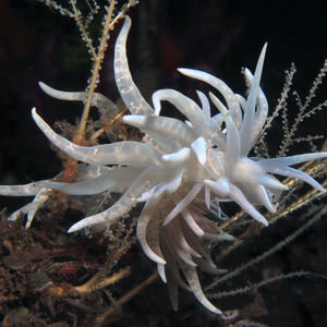 Phyllodesmium iriomotense Phyllodesmium iriomotense 印度尼西亚 Indonesia , 巴厘岛 Bali , 图蓝本 Tulamben @LazyDiving.com 潜水时光