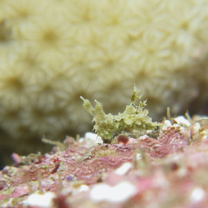 Polycera japonica Polycera japonica 印度尼西亚 Indonesia , 北苏拉威西 North Sulawesi , 锡奥岛 Siau island @LazyDiving.com 潜水时光